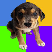 simplebgwithdog